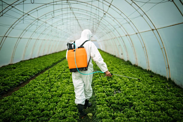 Best Local Pest Control Services  in Williams, AZ